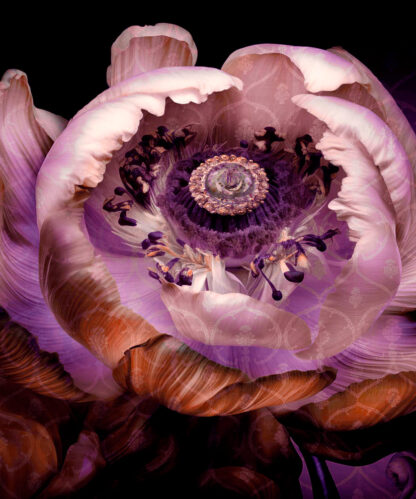 Enchanting lilac