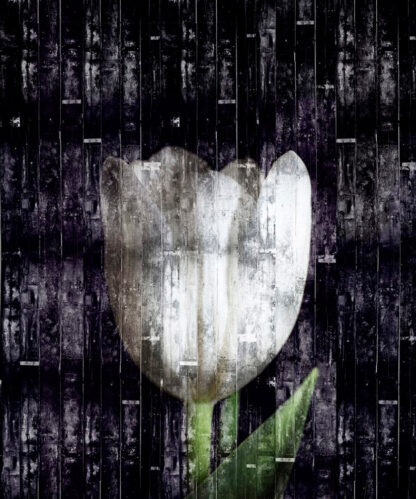 Wooden Tulip